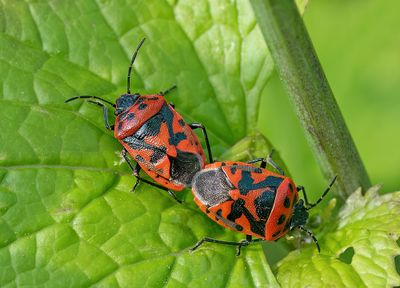 Eurydema ornata / Sierlijke schildwants