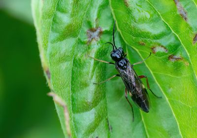 Allantus cinctus / Aardbeibladwesp