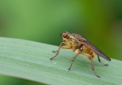Yellow Dung Fly / Strontvlieg