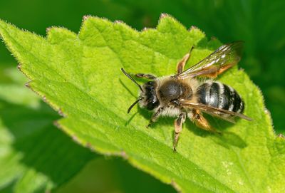Andrena gravida / Weidebij