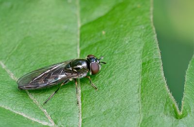 White-footed Hoverfly / Micaplatvoetje
