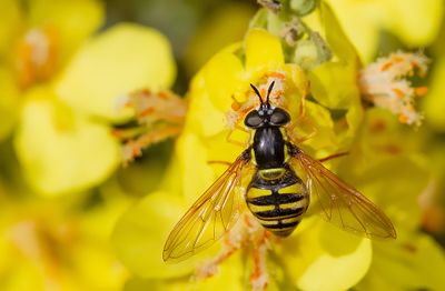 Chrysotoxum cautum / Grote Fopwesp 