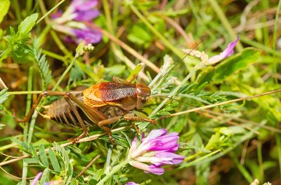 Psorodonotus fieberi / Oostelijke loopsabel 