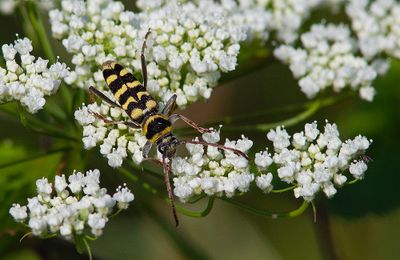 Echinocerus floralis