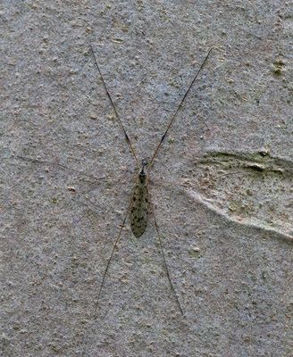 Rhipidia maculata / Gewone kamsteltmug