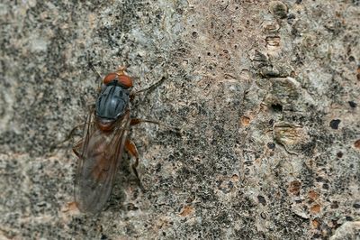 Brachyopa bicolor / Gedeukte sapzweefvlieg