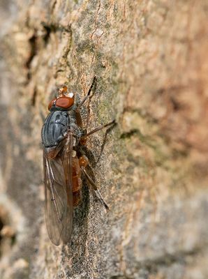 Brachyopa bicolor / Gedeukte sapzweefvlieg