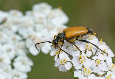Paracorymbia fulva / Zwarttip-smalboktor