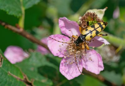 Spotted Longhorn / Geringelde smalbok