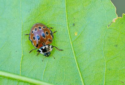 Anatis ocellata / Oogvleklieveheersbeestje