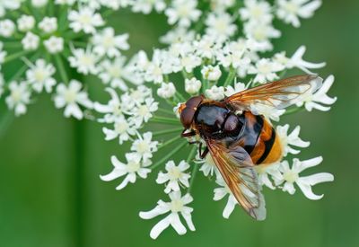 Hornet Hoverfly / Stadsreus