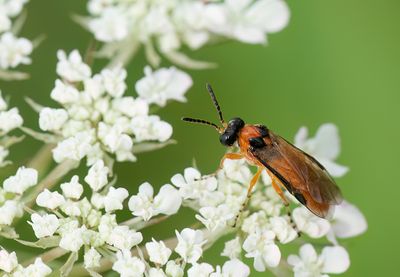 Athalia rosae / Knollenbladwesp