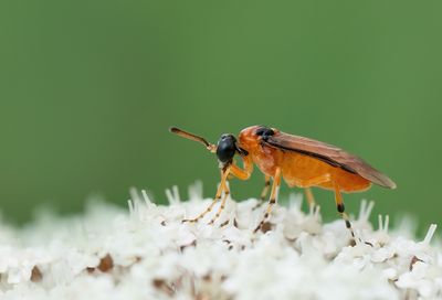 Athalia rosae / Knollenbladwesp