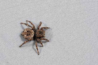 Attulus pubescens / Harige springspin