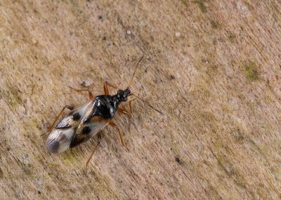 Anthocoris nemorum / Gewone bloemwants