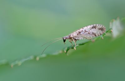 Micromus variegatus / Bont gaasvliegje