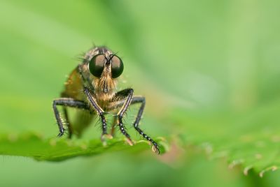 Golden-tabbed Robberfly / Roodbaardroofvlieg