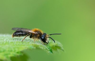 Tawny Mining Bee / Vosje