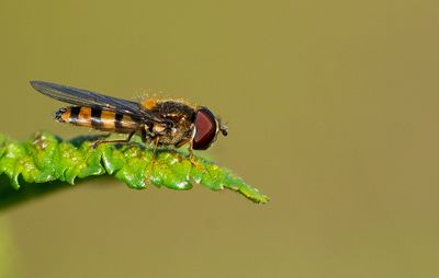 Fagisyrphus cinctus / Spits elfje