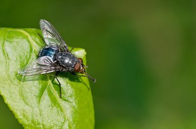 Calliphora vicina / Roodwangbromvlieg