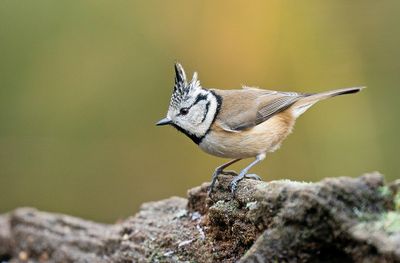 Crested Tit / Kuifmees