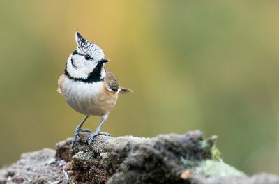 Crested Tit / Kuifmees