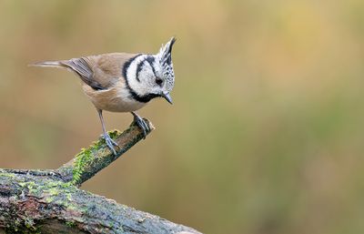 Crested Tit / Kuifmees