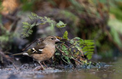 Chaffinch / Vink