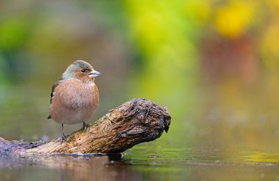 Chaffinch / Vink