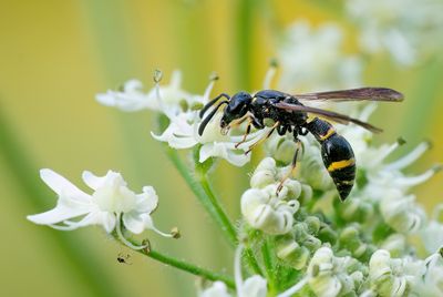 Symmorphus bifasciatus