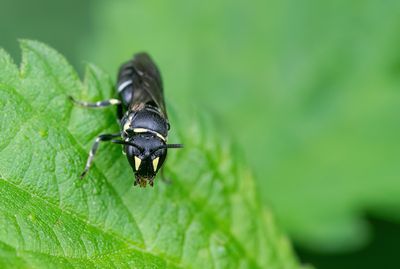 Hylaeus incongruus / Weidemaskerbij