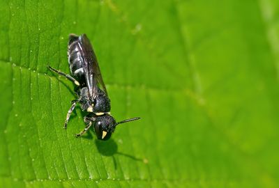 Hylaeus incongruus / Weidemaskerbij