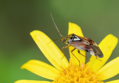 Lygus pratensis / Weideschaduwwants