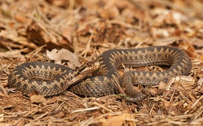 Common adder / Adder 