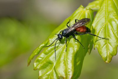 Priocnemis spec. / Zaagpootspinnendoder spec.
