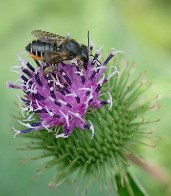 Megachile centuncularis / Tuinbladsnijder