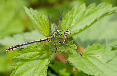 Green snaketail / Gaffellibel