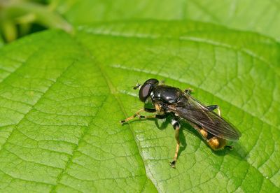 Xylota sylvarum / Grote gouden bladloper