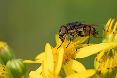 Stomorhina lunata / Sprinkhaanvlieg