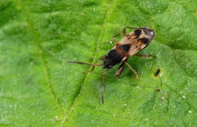 Scolopostethus thomsoni / Thomsons zaagpoot 