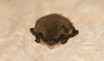 Whiskered bat / Baardvleermuis