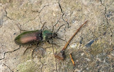 Selatosomus latus