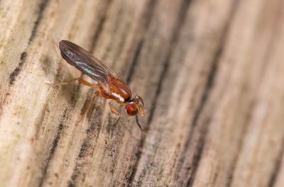 Clusiodes gentilis