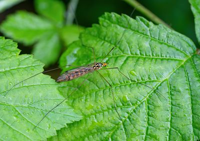 Nephrotoma flavipalpis / Ruittijger