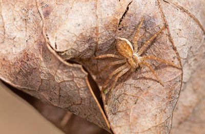 Philodromus dispar / Zwartrugrenspin