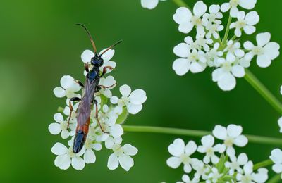 Alomya debellator