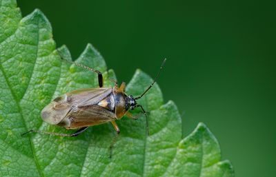 Harpocera thoracica / Voorjaarseikenblindwants
