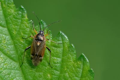 Harpocera thoracica / Voorjaarseikenblindwants
