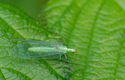 Chrysoperla carnea s.l. / Goudoogje