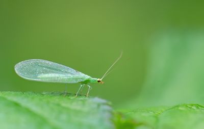 Chrysoperla carnea s.l. / Goudoogje